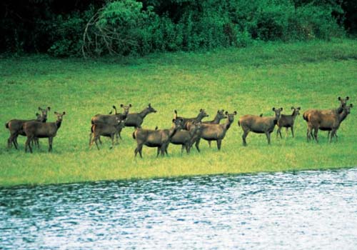 Idukki_wildlife