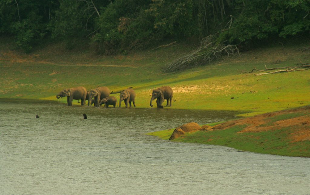 thekkady-w